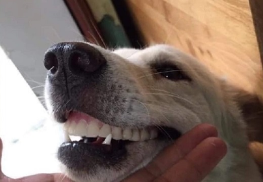 【犬ｗ】「ばあちゃんの入れ歯がない！」家族中で探していたら、笑顔でいっしょに探す犬の口に違和感が！