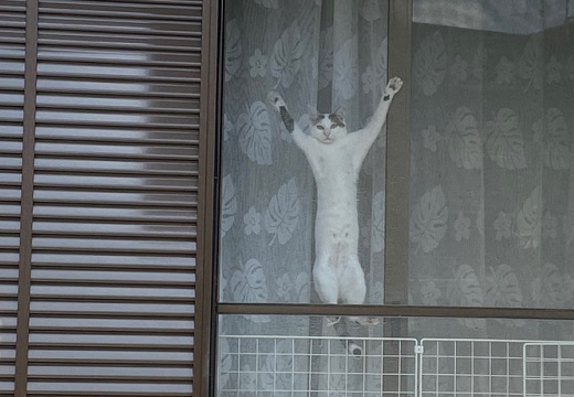 【爆笑】散歩中、視線を感じ振り返ったら・・窓に張り付いた真顔の猫！