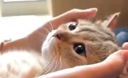 【平和】主さんの手の中でのんびり時間を楽しんでいる猫が話題「何回も見てる」「幸せそう」