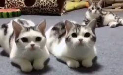 【動画】ぴったりの動きをする猫3匹が話題「我慢できない子がかわいい！」