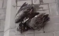 【すごい】気温50度で倒れている鳥、人に水をかけてもらい復活する「助かったって顔してるｗ」