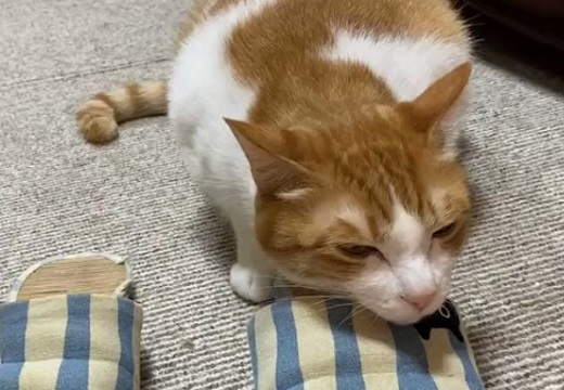 【笑】スリッパが気に入った猫ちゃんが話題「ぴったりフィット!」「表情かわいい」