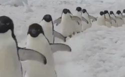 【動画】延々と続くペンギン行進を見ていると癒されることが判明！
