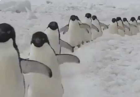 【動画】延々と続くペンギン行進を見ていると癒されることが判明！
