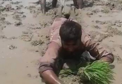 【動画ｗ】インドの斬新な田植え風景が話題に(･∀･)