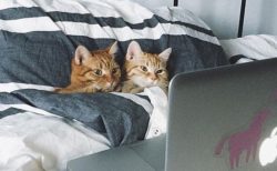 【ベッドで！】ラブラブすぎる猫カップルが話題「羨ましい」「可愛いすぎない？(笑」