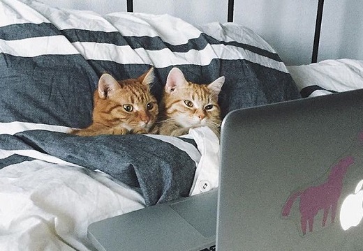 【ベッドで！】ラブラブすぎる猫カップルが話題「羨ましい」「可愛いすぎない？(笑」