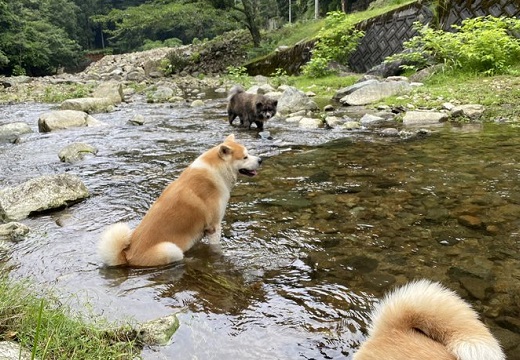 動画 秋田犬達 川遊びの楽しみ方が独特と話題 足湯 ｗ Break Time