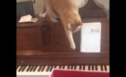 【笑】ピアノ踏んじゃった猫の反応が可愛いすぎた！