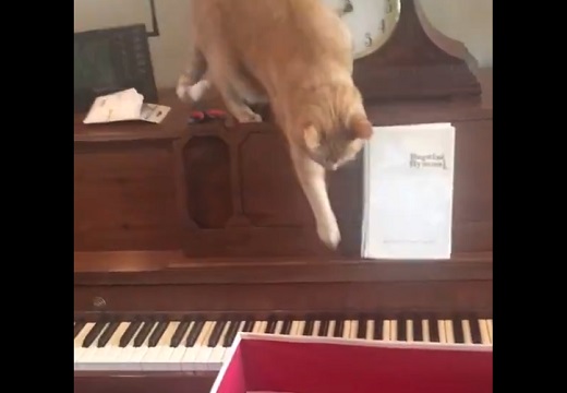 【笑】ピアノ踏んじゃった猫の反応が可愛いすぎた！