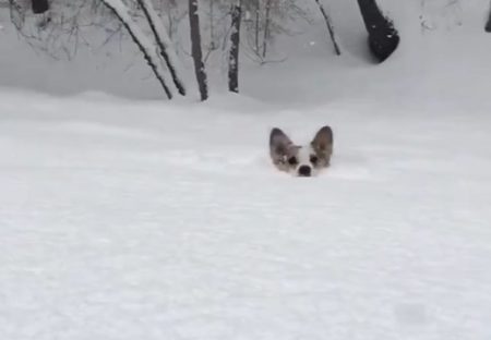 【動画】雪に埋もれながら走ってくるコーギーが可愛いすぎる！