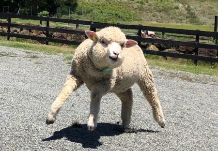 【笑】『二本足で立つマッチョな羊』に見える羊が話題「ドラクエっぽい(笑」