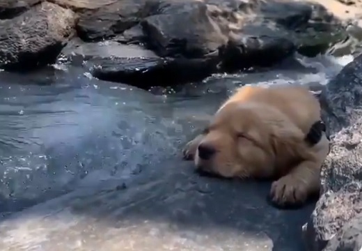 【動画】川で涼む犬、気持ちよさそうな表情が話題