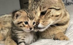 【尊い】子猫と美人ママ、3枚の写真が話題「愛があふれてる」