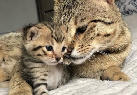 【尊い】子猫と美人ママ、3枚の写真が話題「愛があふれてる」