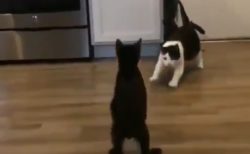 【迫力満点】猫ちゃん一騎打ちのスロー動画が話題。ジャンプがかっこいい！