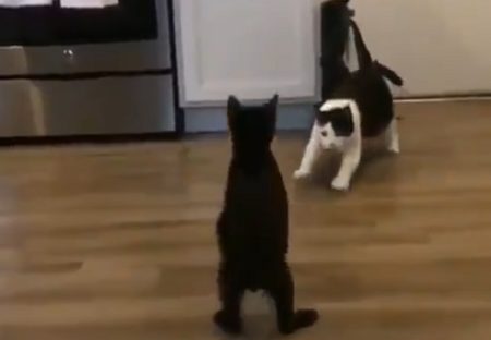 【迫力満点】猫ちゃん一騎打ちのスロー動画が話題。ジャンプがかっこいい！