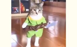 【動画】狩人の格好でさっそうと登場する猫が話題「学芸会みたいｗ」