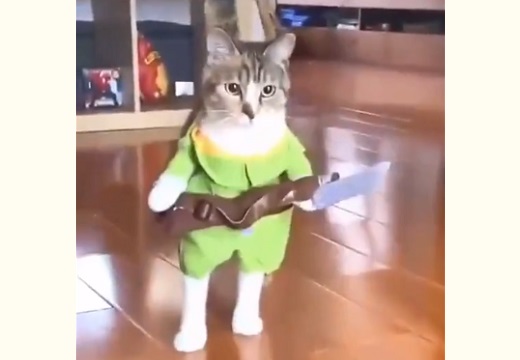 【動画】狩人の格好でさっそうと登場する猫が話題「学芸会みたいw」