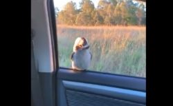 【ワライカワセミ】ドライブ中の窓に野生の鳥が。可愛すぎる！
