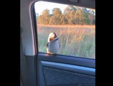 【ワライカワセミ】ドライブ中の窓に野生の鳥が。可愛すぎる！