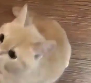 可愛すぎる猫ちゃん。これは抱っこせざるを得ない！