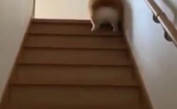 コーギー君の「階段の登り方」が絶妙に可愛すぎる！