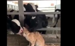 牛にモテモテな猫ちゃん。どういう関係なんだろう・・・？