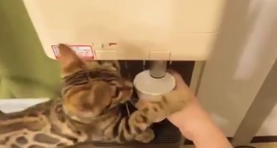 必死で水汲みを妨害してくるベンガル猫ちゃん。必死か！