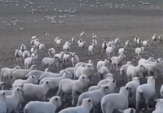 【爆笑ｗ】羊の群れを眺めていたら・・目の前にすごい笑顔の子が！