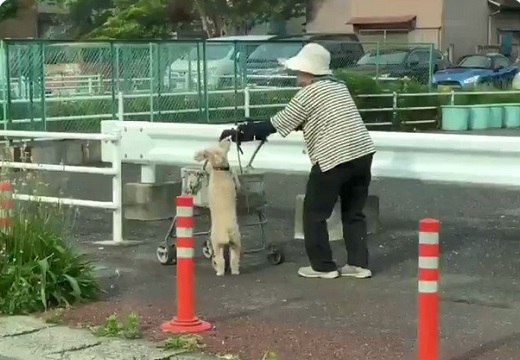 【犬】歩調を合わせ、周りとおばあちゃんの顔を確認しながらいっしょにカートを押す犬が話題