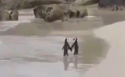 【動画】手をつないで砂浜を歩く2羽のペンギン、たまらなく可愛い(･∀･)