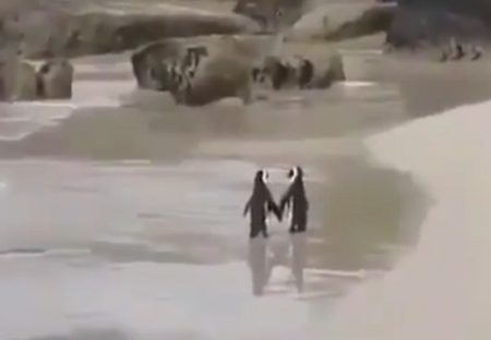 【動画】手をつないで砂浜を歩く2羽のペンギン、たまらなく可愛い(･∀･)