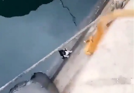 【緊迫の51秒】海に落ちた猫、降りてきたロープにすぐつかまり救助される