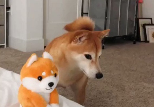 【爆笑w】とつぜん動き出したぬいぐるみにおののく柴犬くんが可愛いすぎる