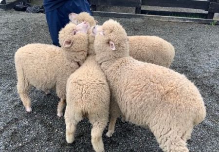 【ハーレムｗ】担当飼育員さんが大好きなヒツジ集団が可愛いすぎる