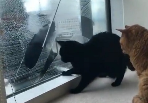 【ｗ】窓掃除のお兄ちゃんと、興味津々のネコ達。みんな楽しそう(･∀･)
