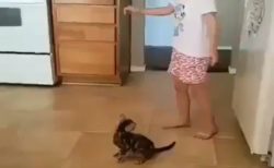 【ｗ】女児の側転を見た子猫、可愛いすぎる反応が話題