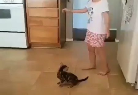 【動画】女児の側転を見た子猫、リアクションが可愛いすぎるｗｗｗｗ