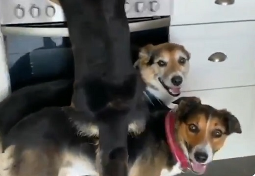 【一致団結】つまみ食いのために協力する犬達!表情が最高w