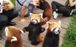 【ｗ】人慣れしたレッサーパンダの集団、すごく可愛い！