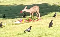 【？！】墓地で奇妙な儀式が目撃される。六芒星の配置につくカラスとその中心で花を食べる鹿・・