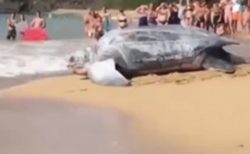 【大迫力】世界最大のカメ、ビーチから海へ戻る動画が話題「恐竜時代レベル」
