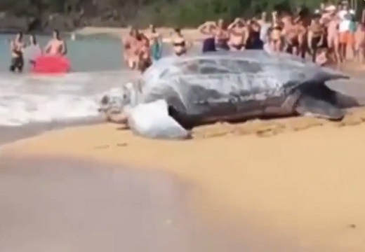 【大迫力】世界最大のカメ、ビーチから海へ戻る動画が話題「本物！？」