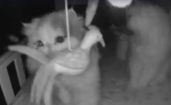 【動画】赤ちゃんが留守のベビーベッド、夜中に夢中で遊ぶ猫達が撮影される(･∀･)