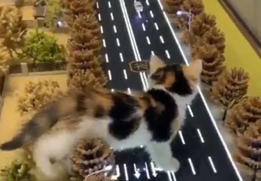 【ｗ】小さい街をうろうろする猫が話題「何回も見てる♪」
