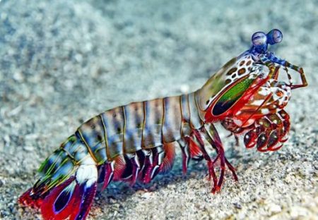 パンチスピードは地球上の生物で最速、周囲の海水を沸騰させ蟹の殻も割るシャコが凄い