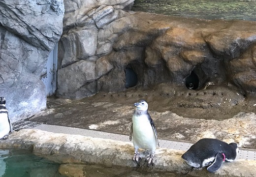 【爆笑ｗ】水に浸からず仁王立ちしているペンギン！よく見ると頭上に扇風機がｗ