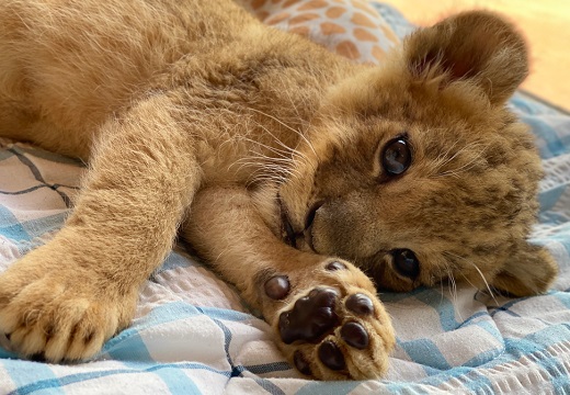 あざとい 自分の可愛さを自覚しているライオンの赤ちゃん 視線も肉球も可愛いすぎ Break Time