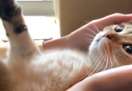 【動画】飼い主を真っすぐ見つめながらふみふみする猫ちゃんがたまらなく可愛い！
